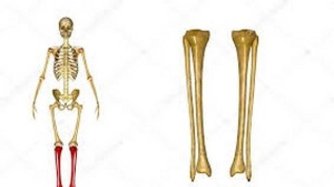 Строение большеберцовой кости человека и где она находится, причины болей и методы лечения Берцовая кость сочленяется с
